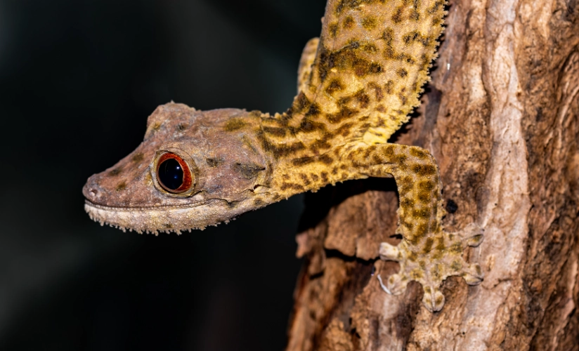 Uroplatus gecko care