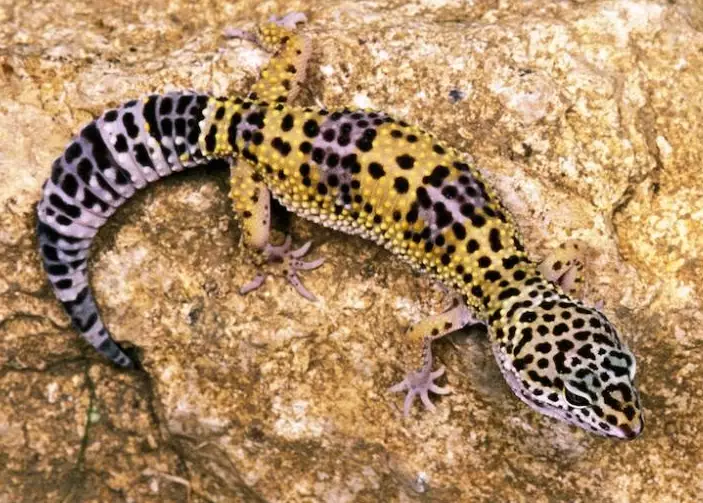 leopard gecko lifespan