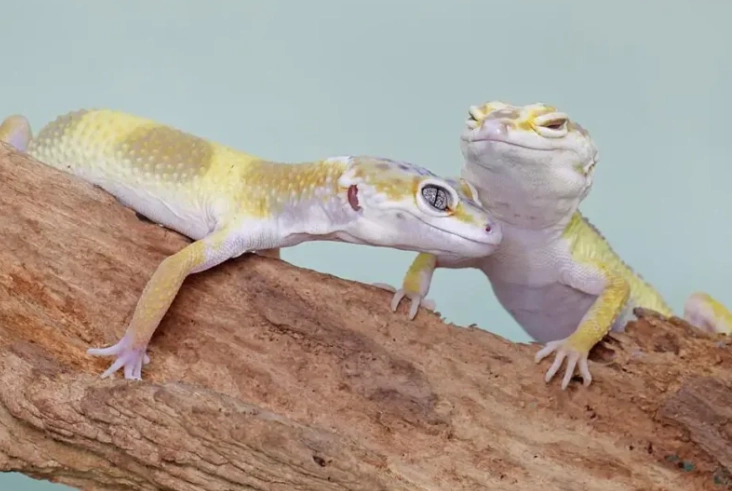 leopard gecko lifespan