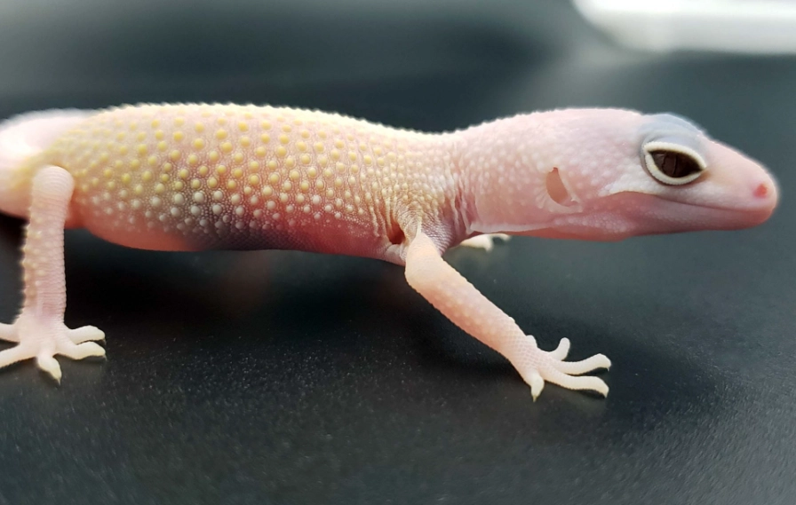 blizzard leopard gecko rare