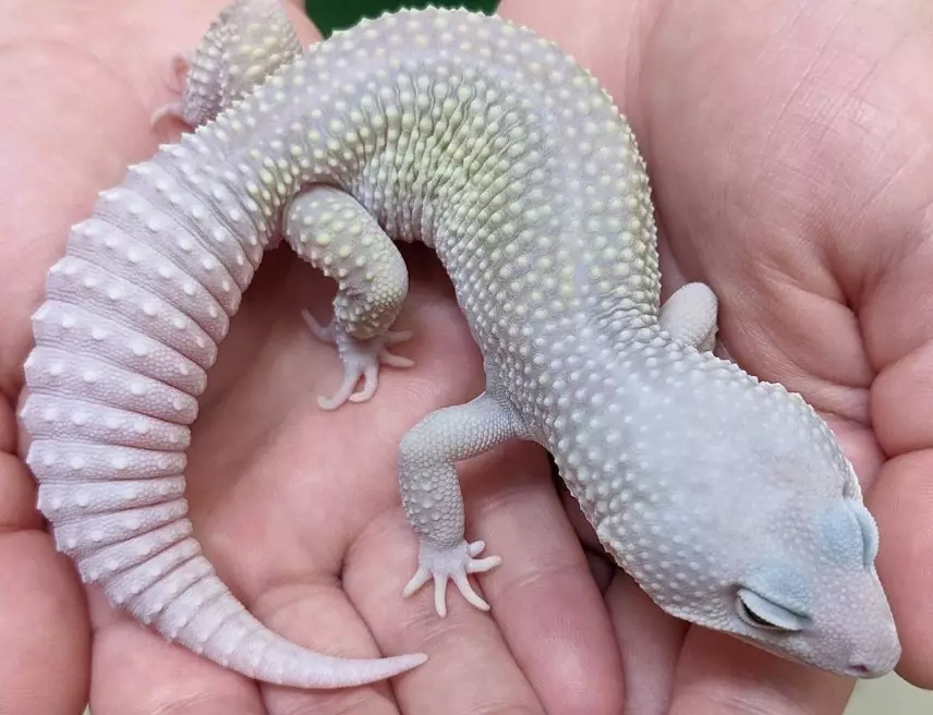 blizzard leopard gecko price