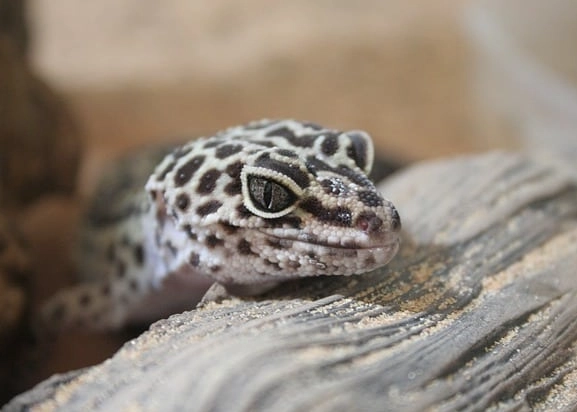 are leopard geckos friendly pets are leopard geckos friendly pets