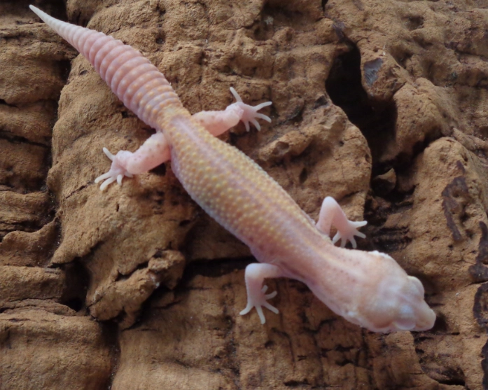 albino leopard gecko