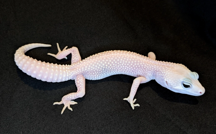 blizzard leopard gecko morph