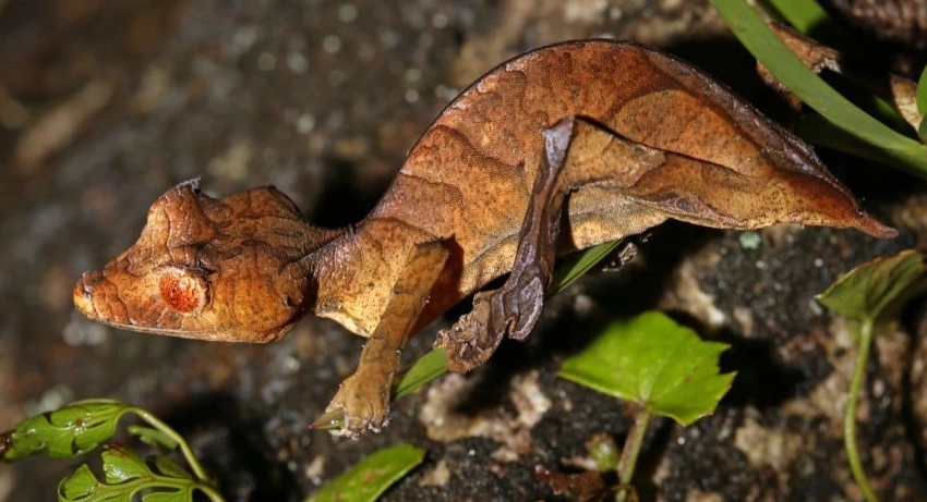 Uroplatus gecko care