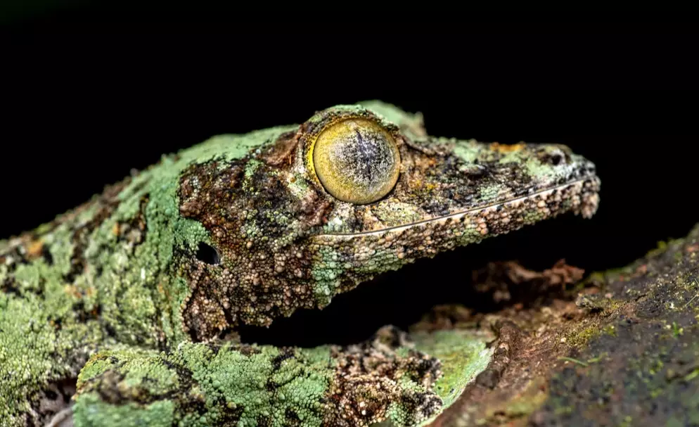 Uroplatus sikorae