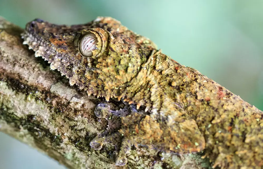 Giant leaf-tailed gecko care