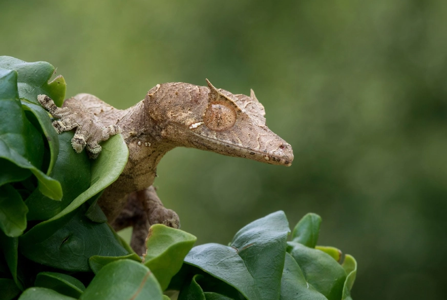 leaf-tailed gecko care