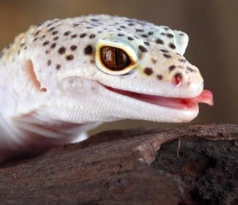 how often to feed leopard gecko