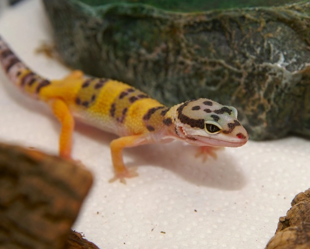 leopard gecko handling tips leopard gecko handling tips