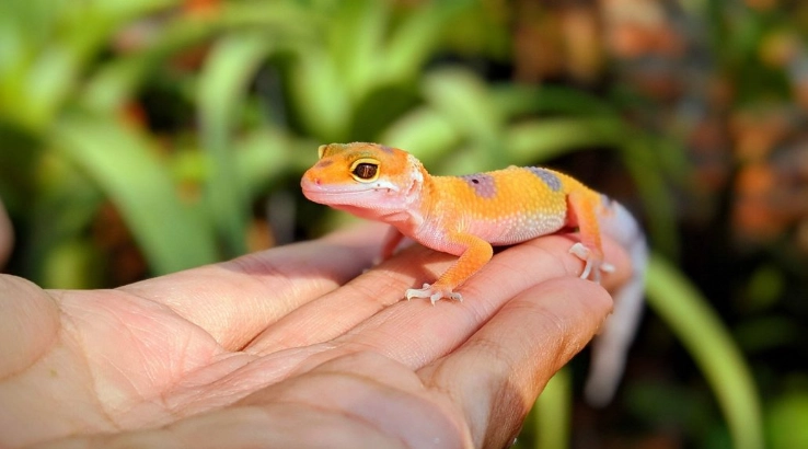 blizzard leopard gecko care