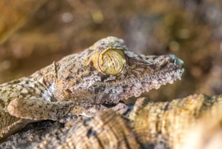 Uroplatus solitary