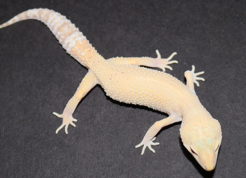 leopard gecko morphs