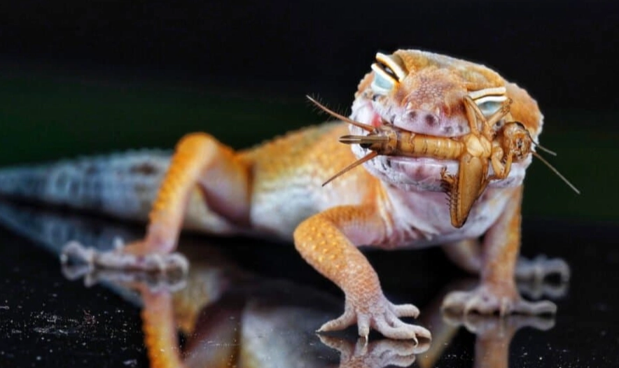 leaf-tailed gecko diet