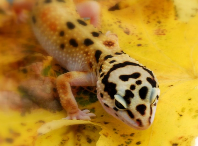 leopard gecko growth stages leopard gecko growth stages
