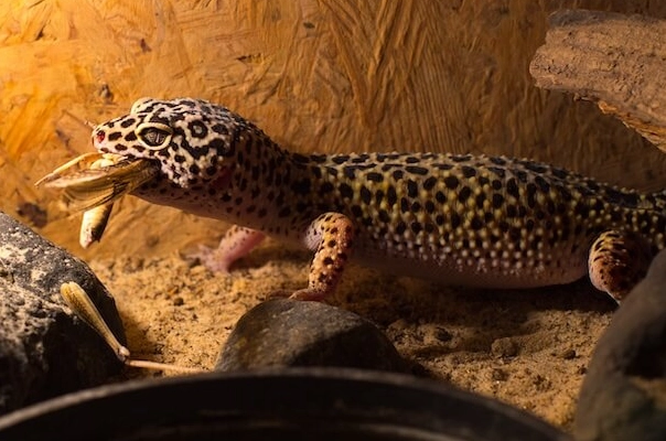 leopard gecko feeding schedule