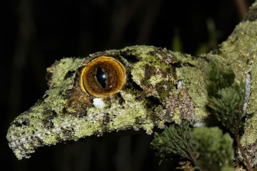 leaf-tailed gecko big eyes