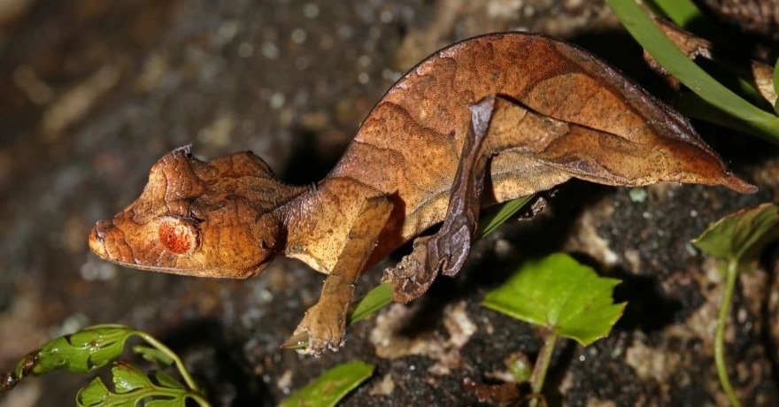 Uroplatus gecko care