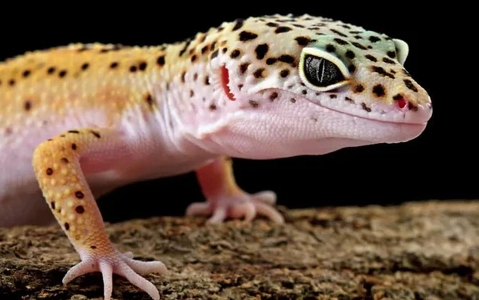leopard gecko care