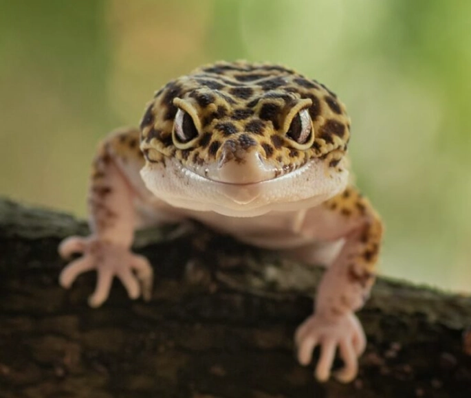 leopard gecko handling