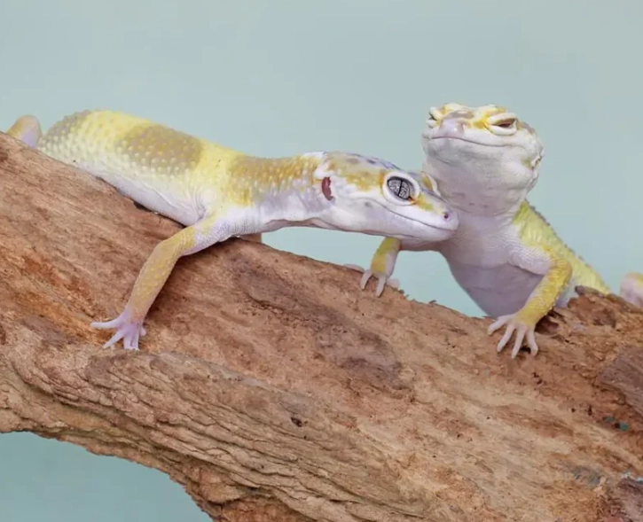 leopard gecko care