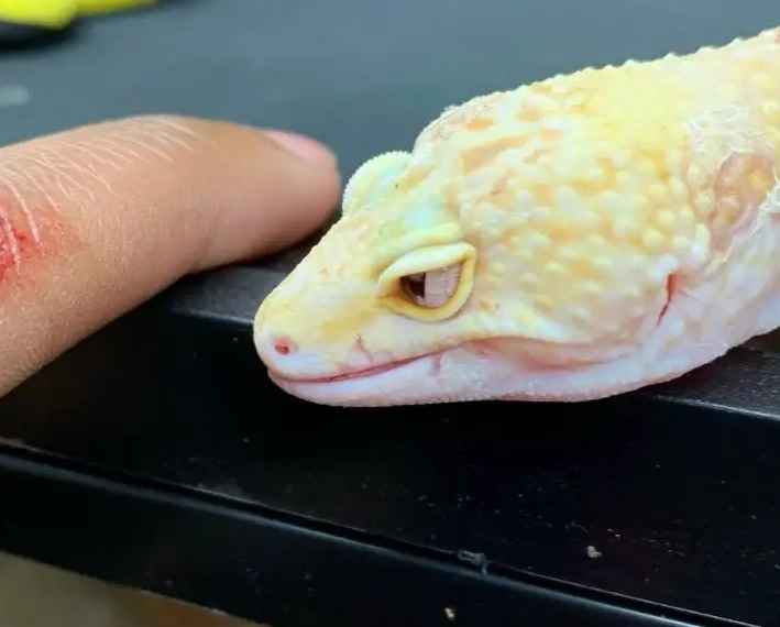 leopard gecko bite