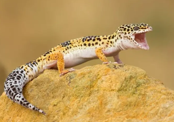 leopard gecko lifespan leopard gecko lifespan
