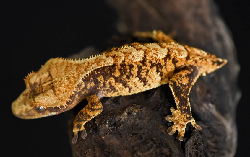 crested gecko morphs crested gecko morphs