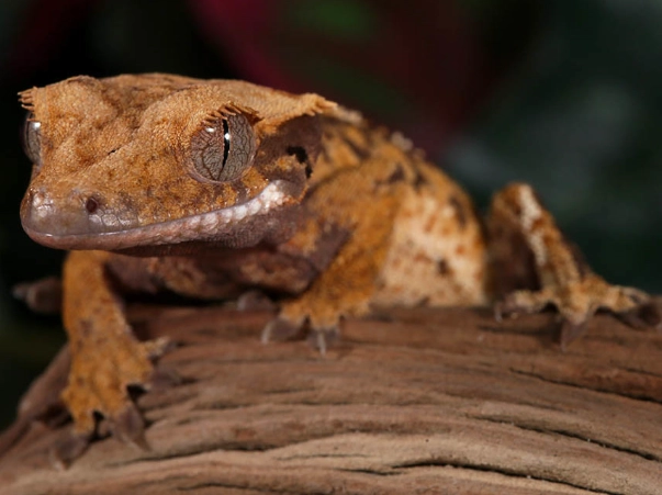 Harlequin gecko price
