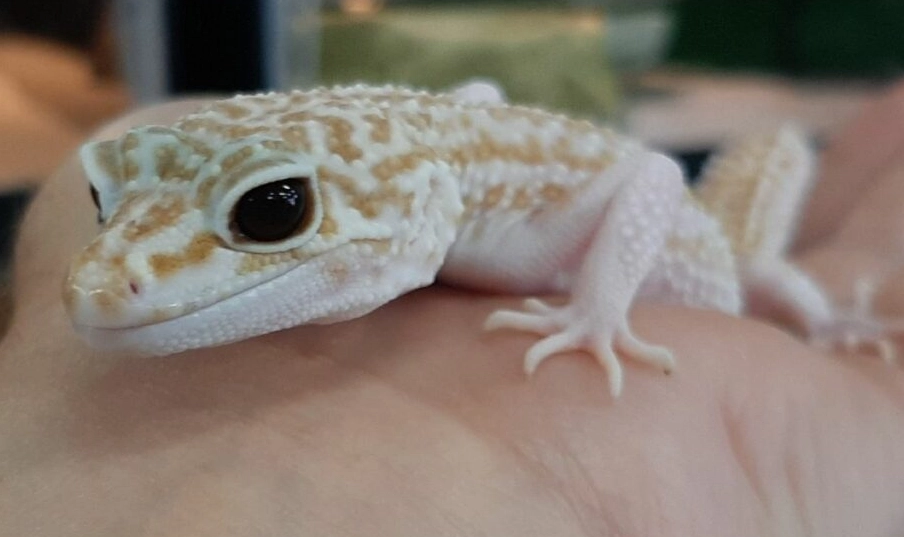leopard gecko albino traits