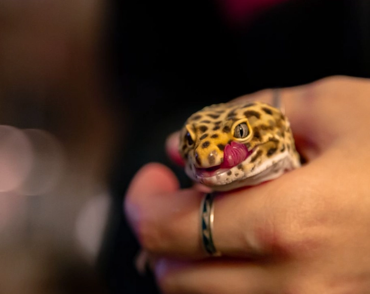 do leopard geckos like to be held