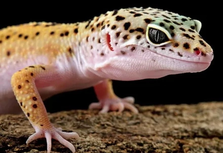how long do leopard geckos live how long do leopard geckos live