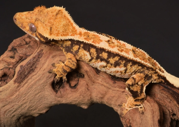 Extreme Harlequin crested gecko Extreme Harlequin crested gecko
