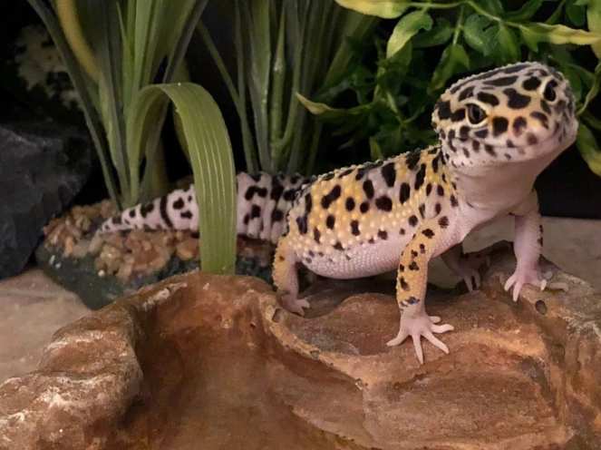bond with leopard gecko