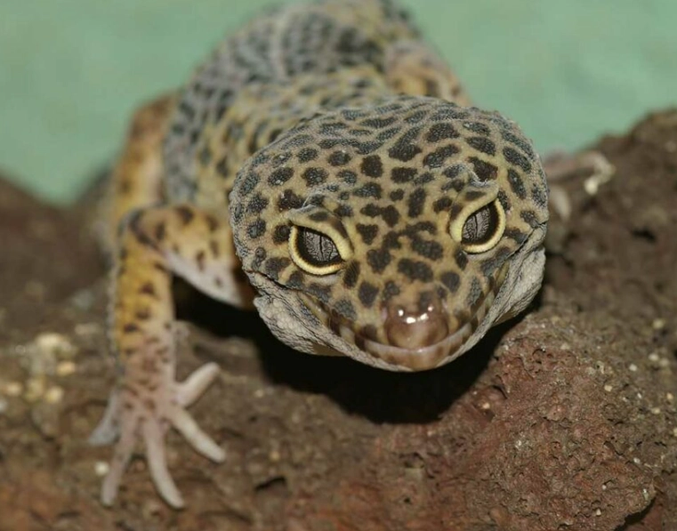 how long do leopard geckos live how long do leopard geckos live