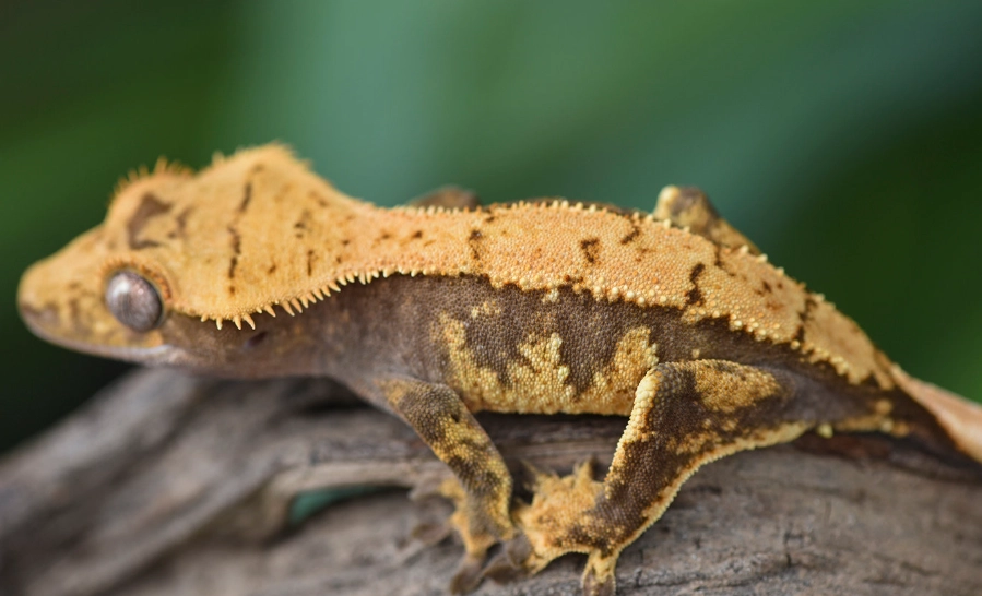 Harlequin crested gecko rare