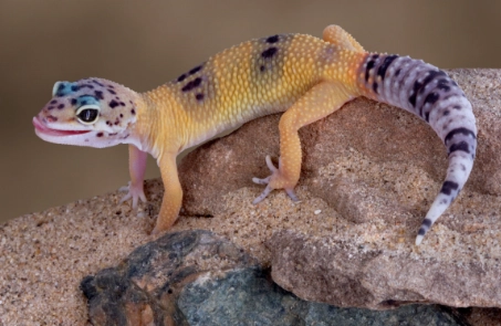 fancy leopard gecko care