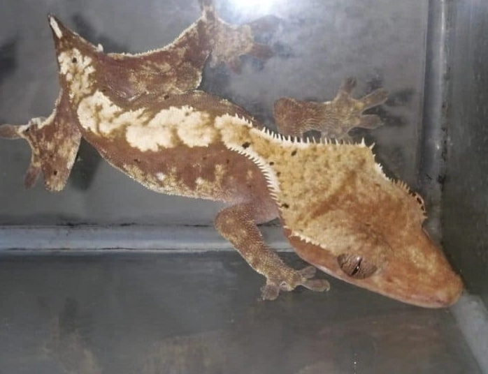 crested gecko morph rarity