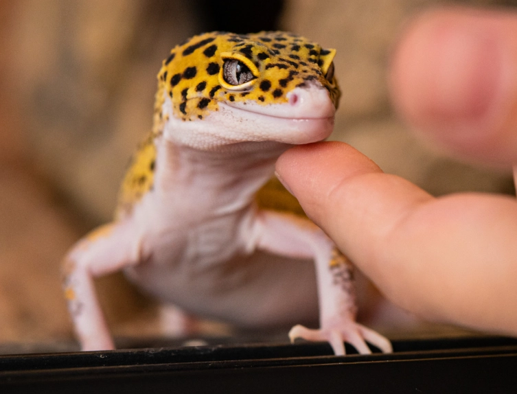 leopard gecko lifespan leopard gecko lifespan