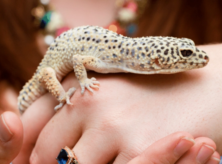 leopard gecko handling