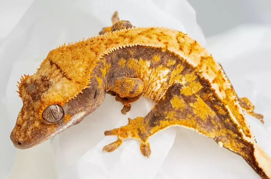 Extreme Harlequin crested gecko Extreme Harlequin crested gecko