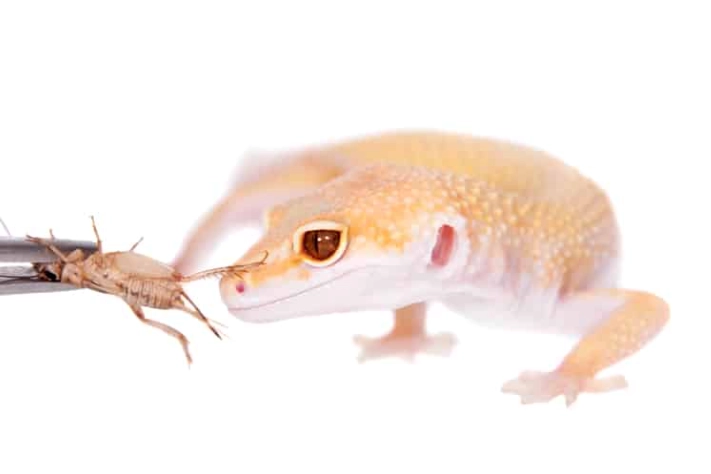 leopard gecko albino traits