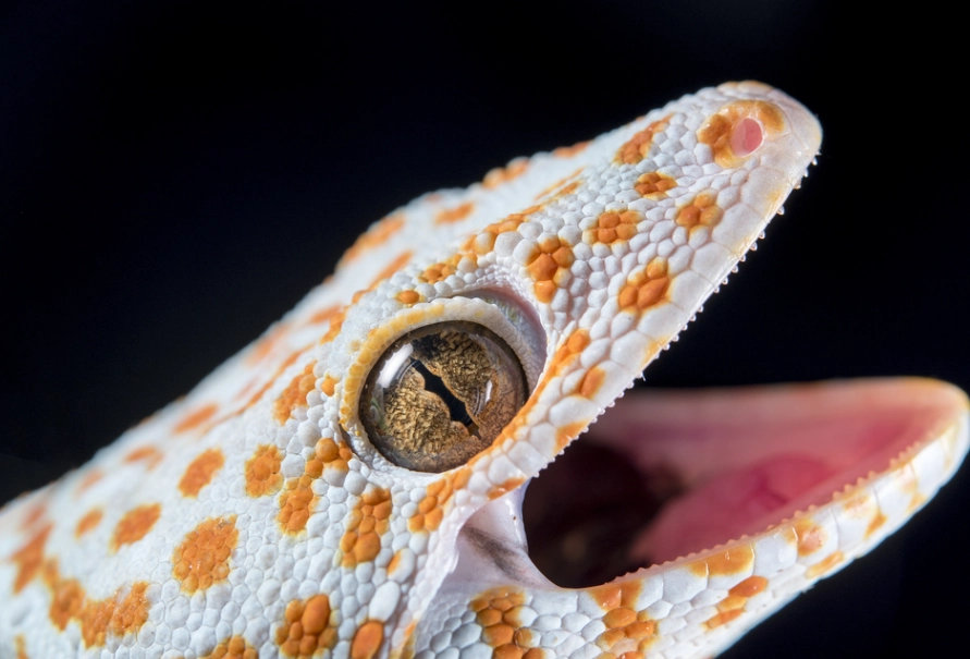 do leopard geckos bite