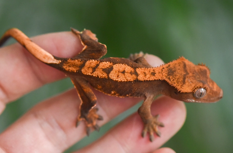 Harlequin crested gecko rare