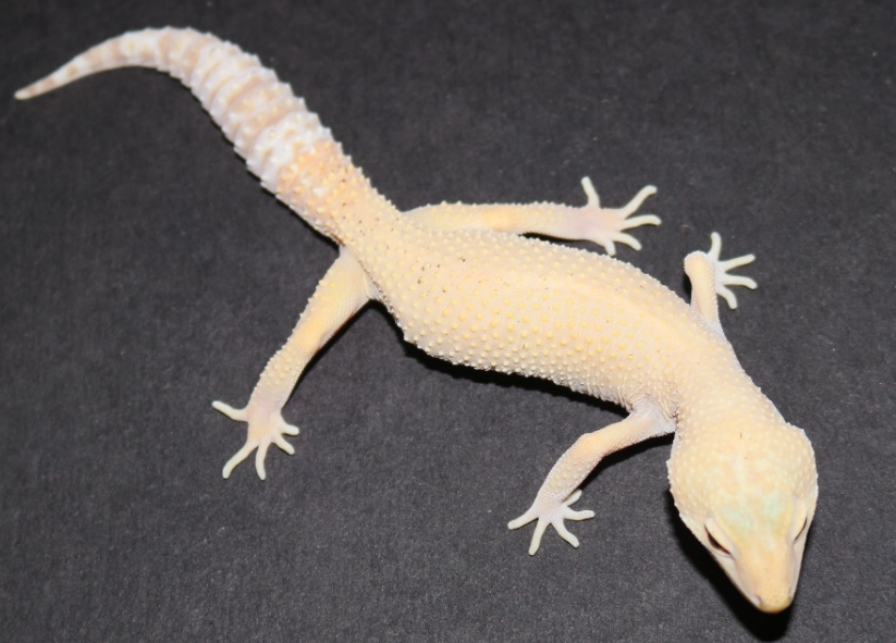 albino leopard gecko
