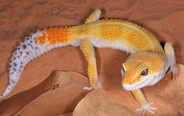 leopard gecko care leopard gecko care