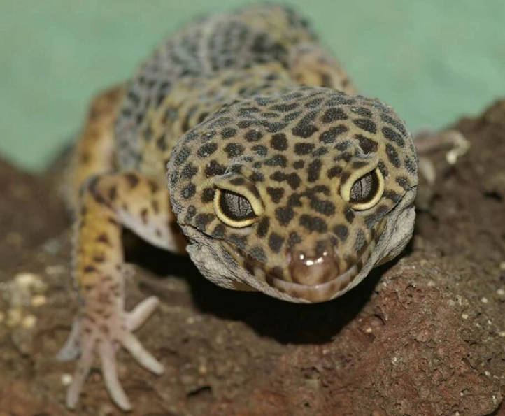 how long do leopard geckos live