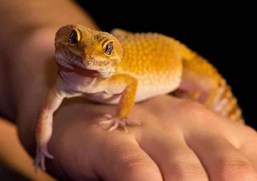 do leopard geckos bite