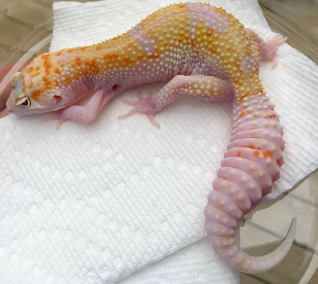 tremper albino