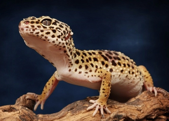 leopard gecko handling